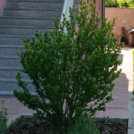 Stan Na Dan - Lara Daire *